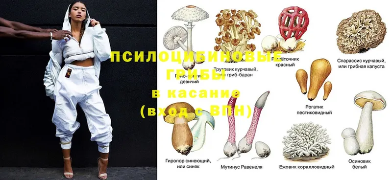 Псилоцибиновые грибы прущие грибы  Полярный 